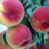 HW 272 Peach 1 HW 272 Peach -Orchard Sprout hw 272 peach