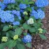 Double Down® Hydrangea -Orchard Sprout hydd