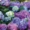 L.A. Dreamin’® Hydrangea -Orchard Sprout hylad