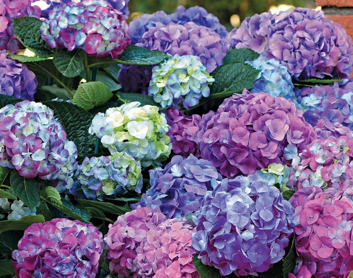 L.A. Dreamin’® Hydrangea 3 L.A. Dreamin’® Hydrangea