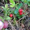 Ida Lingonberry 1 Ida Lingonberry -Orchard Sprout ida lingonberry 1