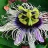 Possum Purple Passiflora -Orchard Sprout image 508cc5f3 ad6c 4cb8 b425 9978e87a8026 1