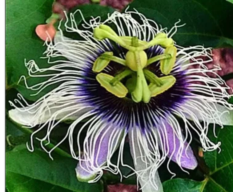 Possum Purple Passiflora 3 Possum Purple Passiflora