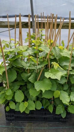 Wepster Filbert Hazelnut