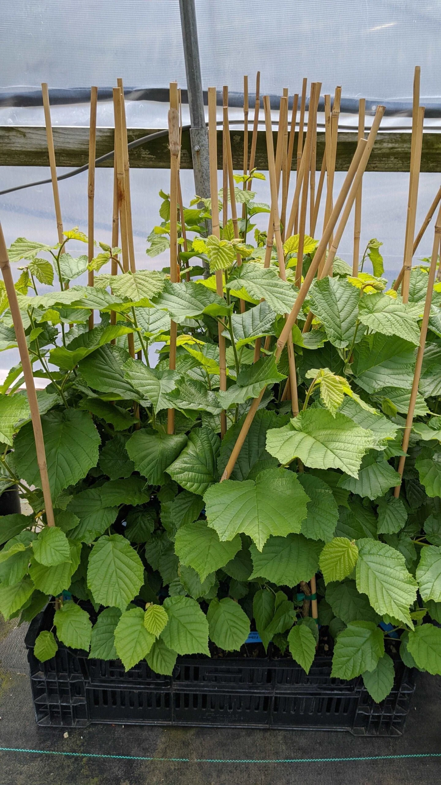 Wepster Filbert Hazelnut 3 Wepster Filbert Hazelnut