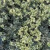 Alpha Variegated Boxwood -Orchard Sprout image c6b849d7 3f1e 49ed a861 9944f09d7091 1