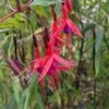 Chilean Fuchsia 2 Chilean Fuchsia -Orchard Sprout image ef8ecd1d e7ed 432b 820e d6a406d46619 1