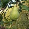 Limon Quince 1 Limon Quince -Orchard Sprout limon quince 1