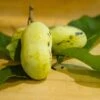 Mango Paw Paw -Orchard Sprout lpc 2 180917 8216 picked pawpaws and leaves scaled 1