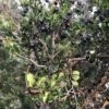 Luma (Chilean Myrtle Berry)
