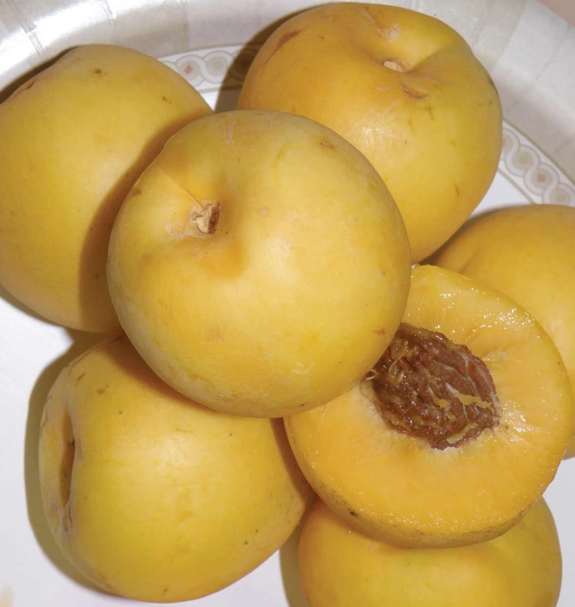 Maria's Gold Nectarine 3 Maria's Gold Nectarine