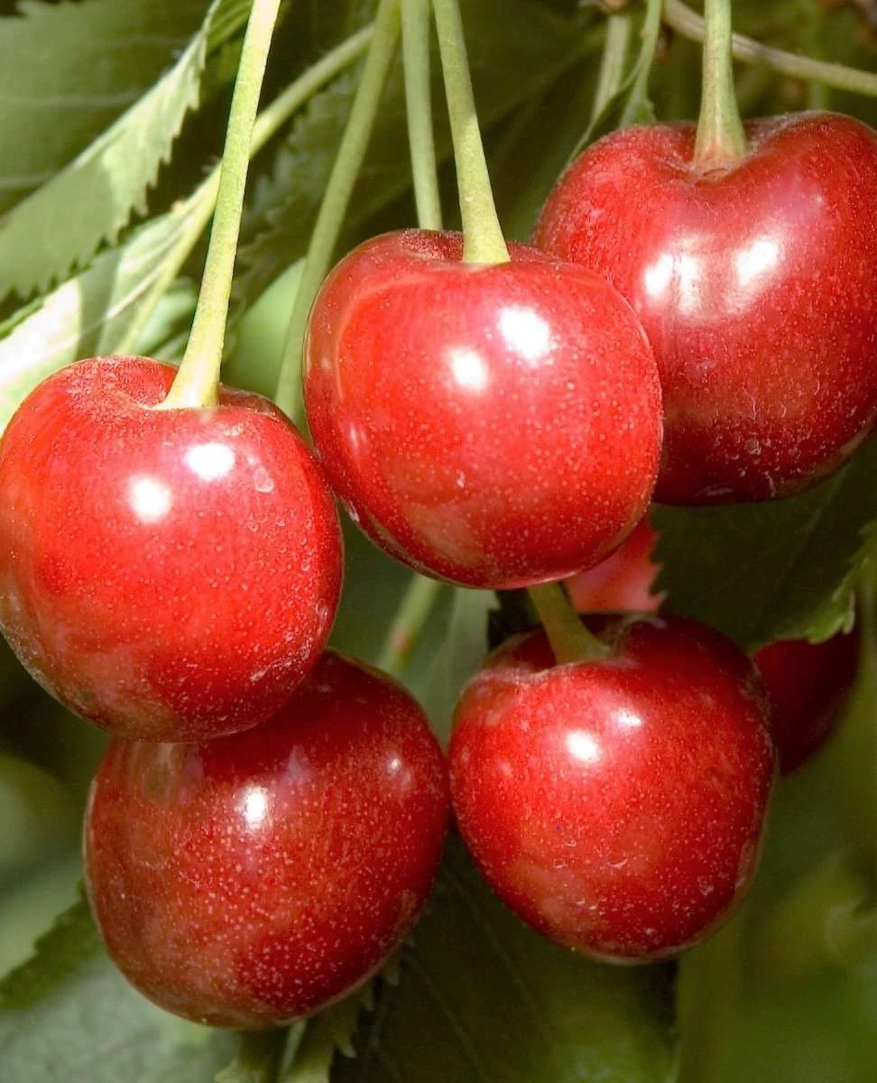 Minnie Royal Cherry 3 Minnie Royal Cherry