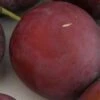 Monsieur Hatif European Plum 1 Monsieur Hatif European Plum -Orchard Sprout monsiieur hatif