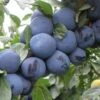 Mount Royal European Plum