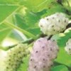 Pakistan White Fruiting Mulberry -Orchard Sprout mulberries d435 white fruiting 1