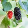 Dwarf Mulberry -Orchard Sprout mulberry product