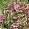 Alpha My Monet® Weigela -Orchard Sprout mymonet
