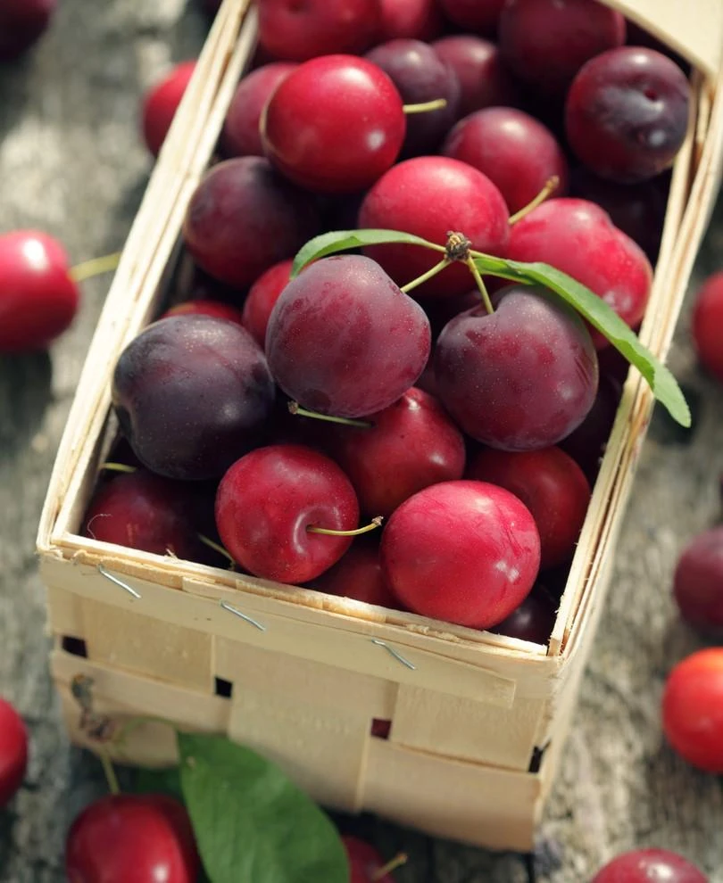 Nadia Cherry Plum 3 Nadia Cherry Plum