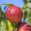 Red Gold Nectarine -Orchard Sprout nectarine Red Gold 1200x1200 8be64a8a 89fe 4e41 a228 50b71bba0219