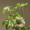 Frederick Passiflora -Orchard Sprout passiflora
