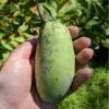 Shenandoah™ Paw Paw -Orchard Sprout paw paw 2