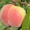 Kit Donnell Peach -Orchard Sprout peaches c507 kit donnell 1