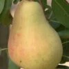 Butirra Precoce Morettini European Pear -Orchard Sprout pears b160 butirra precoce morettini 1