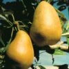 Highland European Pear -Orchard Sprout pears b120 highland