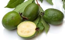 Pineapple Guava Seedling