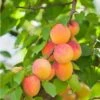 Pixie Cot Apricot 1 Pixie Cot Apricot -Orchard Sprout pixie cot apricot
