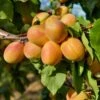 Puget Gold Apricot 1 Puget Gold Apricot -Orchard Sprout puget gold apricot