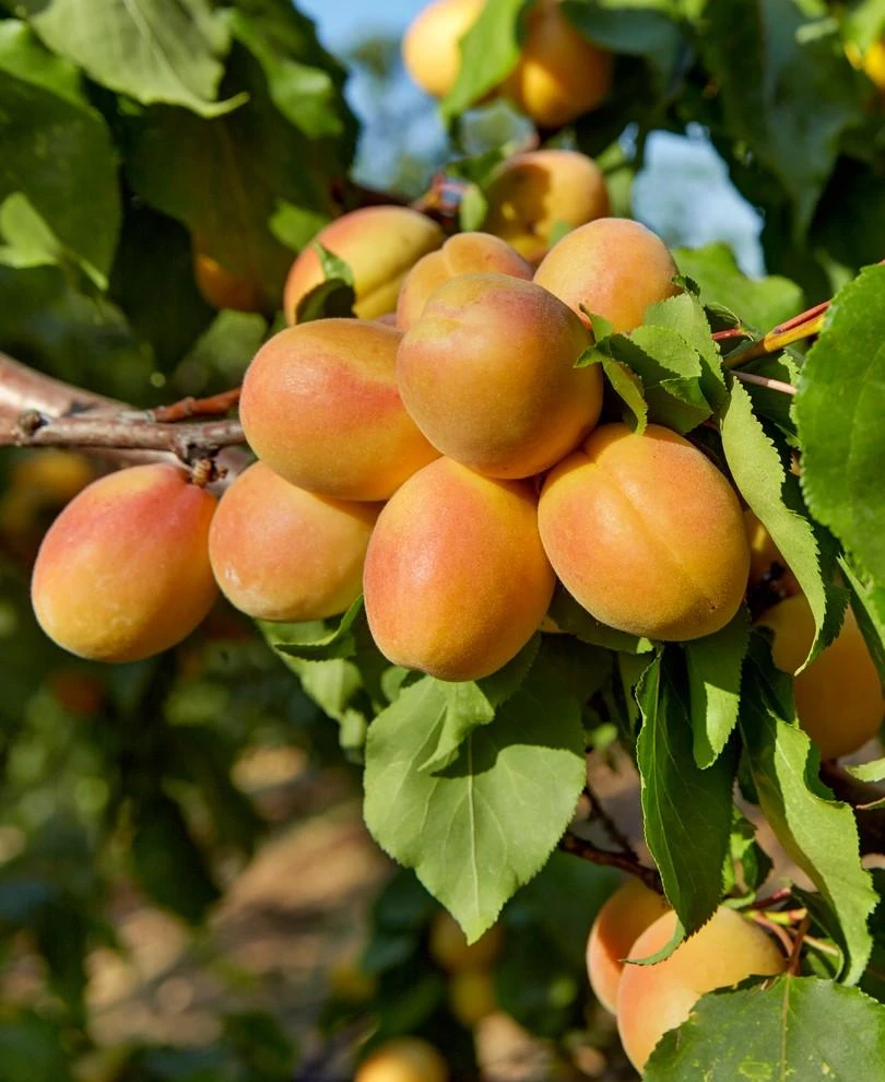 Puget Gold Apricot 3 Puget Gold Apricot
