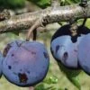 Royal European Plum Bundle No. 1 -Orchard Sprout purple gage 1 490x735 crop cent gigapixel low res scale 2 00x b6056281 7c06 4bc6 ba50 987f8d0d0f5e
