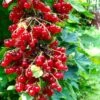 Rolam Red Currant 2 Rolam Red Currant -Orchard Sprout red currant 4 1