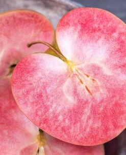 Front Page -Orchard Sprout red fleshed 1