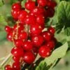 Cascade Red Currant 1 Cascade Red Currant -Orchard Sprout red currant 5