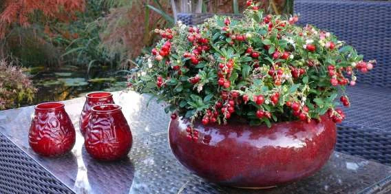 Red Candy Lingonberry 3 Red Candy Lingonberry