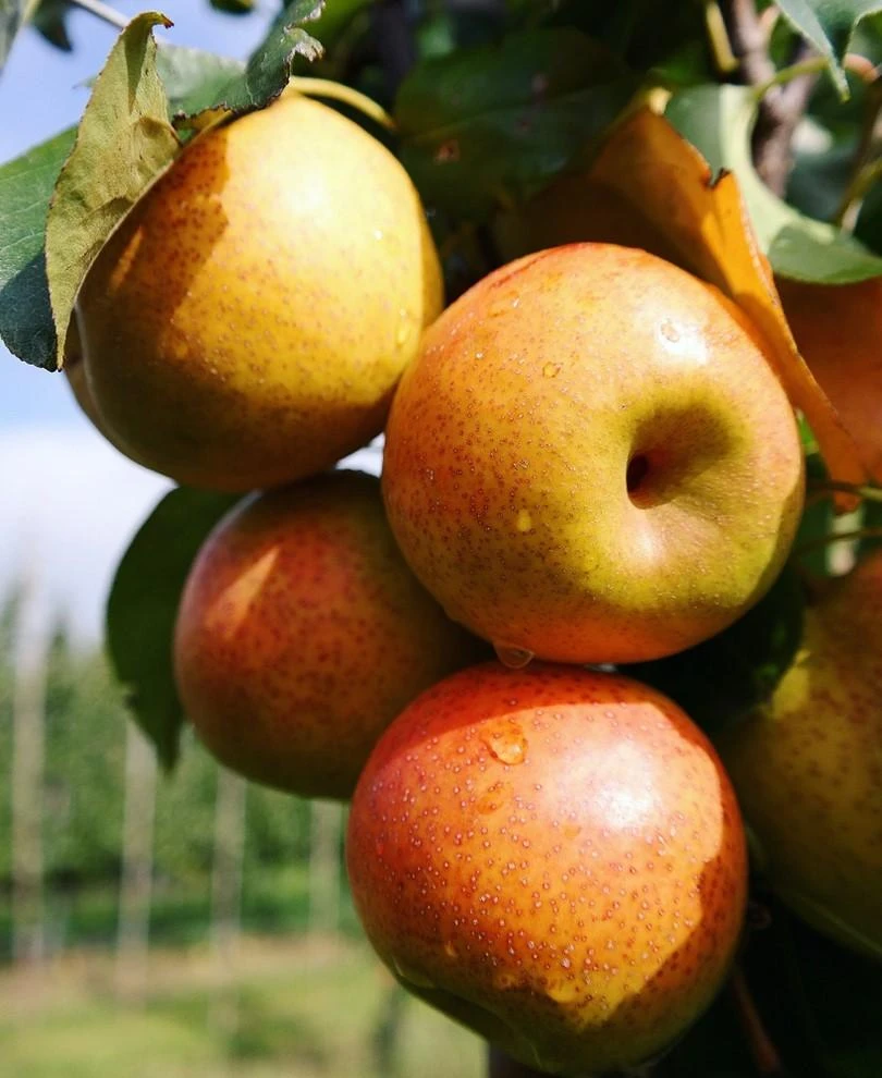 Reddy Robin Asian Pear 3 Reddy Robin Asian Pear