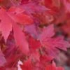 Red Sunset® Maple Tree 1 Red Sunset® Maple Tree -Orchard Sprout redsunsetmaple