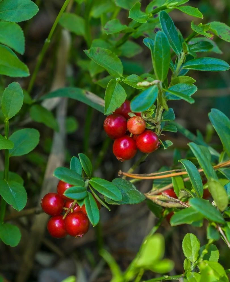 Regal Lingonberry 3 Regal Lingonberry