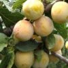 Reine De Mirabelle European Plum 1 Reine De Mirabelle European Plum -Orchard Sprout reine mirabelle 1