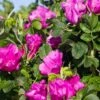 Rosa Rugosa 'Rubra' -Orchard Sprout rose 1
