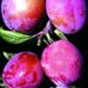 Rosy Gage™ European Plum -Orchard Sprout rosy gage 1
