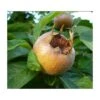 Royal Medlar -Orchard Sprout royalmedlar