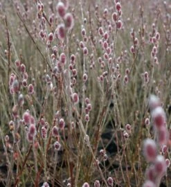 Mt. Asama Pink Willow