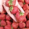 Seascape Strawberry Bundle (3 Packs) 1 Seascape Strawberry Bundle (3 Packs) -Orchard Sprout seascape 1 f9f64500 917d 477a b790 75976b75e8e3