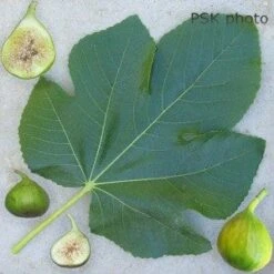 Lattarula Fig -Orchard Sprout secondaryLattarula