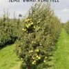 Yellow Huffcapp European Perry Pear -Orchard Sprout semi dwarf pear tree 18 1