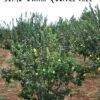 Claribel Quince -Orchard Sprout semi dwarf quince tree 1