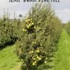 Nye Russet Barlett European Pear -Orchard Sprout semi dwarf pear tree 5